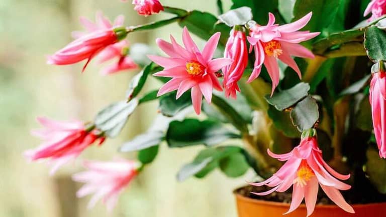 funfacts about easter cactus